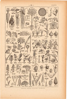 Növények, nyomat 1923, francia, 19 x 29 cm, lexikon, eredeti, növény, levél, virág, rendszer, gyökér