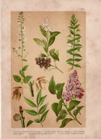 Magyar növények (1), litográfia 1903, színes nyomat, virág, orgona, csikorka, varázslófű, fagyal