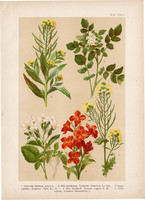 Magyar növények (43), litográfia 1903, színes nyomat, virág, retek, kakukktorma, repcsény, borbálafű