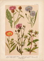 Magyar növények (55), litográfia 1903, színes nyomat, virág, farkasfog, búzavirág, kerti körömvirág