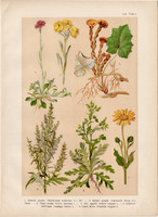 Magyar növények (53), litográfia 1903, színes nyomat, virág, gyopár, árnika, üröm, lókörmű martilapu