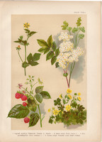 Magyar növények (33), litográfia 1903, színes nyomat, virág, szeder, pimpó, bajnócza, gyömbérgyökér