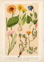 Magyar növények (66), litográfia 1903, színes nyomat, virág, zergevirág, telekia, pozdor, aggófű