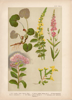 Magyar növények (29), litográfia 1903, színes nyomat, virág, varjúháj, füzény, kapotnyak, párló