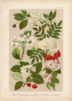 Magyar növények (31), litográfia 1903, színes nyomat, virág, meggy, körte, alma, berkenye, vad