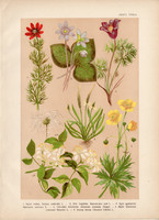 Magyar növények (36), litográfia 1903, színes nyomat, virág, boglárka, hérics, kökörcsin, bércse