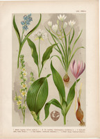 Magyar növények (22), litográfia 1903, színes nyomat, virág, medve hagyma, kikirics, csilla, zászpa