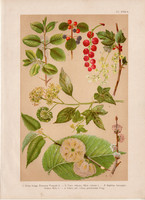 Magyar növények (15), litográfia 1903, színes nyomat, virág, ribiszke, borostyán, szil, kutya benge