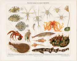 Tengeri állatok, litográfia 1894, német nyelvű, eredeti nyomat, fejlődéstörténet, hal, tenger