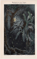 Trópusi erdő éjjel, litográfia 1894, német nyelvű, eredeti, színes nyomat, fa, trópus, erdő