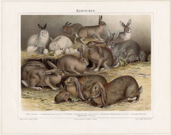 Nyulak, litográfia 1894, német nyelvű, eredeti színes nyomat, nyúl, házinyúl, állat, háziállat
