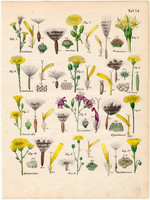 Növények (74), színezett fametszet 1854, növény, virág, csorbóka, saláta, hölgymál, bakszakáll