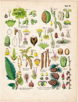 Növények (79), színezett fametszet 1854, növény, virág, dió, kutyatej, tölgy, gesztenye, vörösfenyő