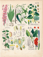 Növények (78), színezett fametszet 1854, növény, virág, füles kosbor, kontyvirág, eperfa, vanília