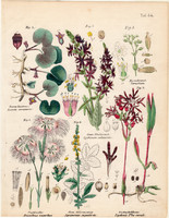 Növények (44), színezett fametszet 1854, növény, virág, réti füzény, kapotnyak, buglyos szegfű