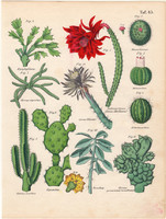 Növények (45), színezett fametszet 1854, növény, virág, kaktusz, fügekaktusz, dinnyekaktusz