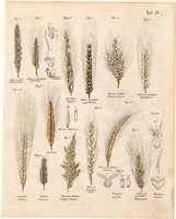 Növények (12), színezett fametszet 1854, növény, virág, árpa, búza, rozs, tönkbúza, gabona