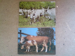 Régi állatos képeslapok (Hortobágyi szürke gulya, szarvasmarha és borja)