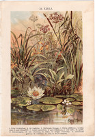 Vízinövények (24), litográfia 1904, színes nyomat, magyar, természetrajz, növény, vízililiom, nád