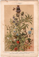 Növények (7), litográfia 1904, színes nyomat, magyar, természetrajz, növény, kender, mezei boglárka