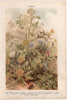Növények (9), litográfia 1904, színes nyomat, magyar, természetrajz, növény, cickóró, gyermekláncfű