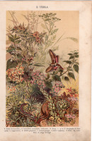 Növények (3), litográfia 1904, színes nyomat, magyar, természetrajz, növény, ebtejlepke, úticsiga