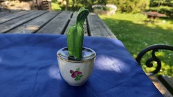 Herendi ritka cserepes kaktusz