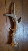 Trophy deer antlers