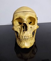 Retro szétszedhető koponya modell