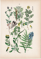 Tarlóhere, görögszéna, nyúlszapuka, édesgyökér, kecskeruta litográfia 1884, német, eredeti, növény