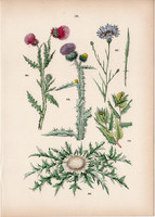 Benedekfű, bogáncs, szamárbogáncs, bábakalács, búzavirág litográfia 1884, növény, virág