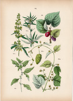 Közönséges falgyom, kender, közönséges komló, fekete eperfa litográfia 1884, növény, virág
