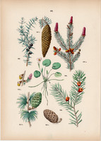 Lucfenyő, vörösfenyő, boróka, tiszafa, békatutaj litográfia 1884 (2), növény, fa, virág, toboz