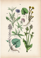 Erdei mácsonya, ördögszem, sédkender, acsalapu litográfia 1884, német, eredeti, növény, virág