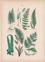 Erdei bordapáfrány, hólyagpáfrány, pikkelypáfrány, erdei pajzsika litográfia 1884, növény, páfrány