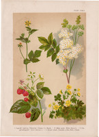 Magyar növények 33, litográfia 1903, színes nyomat, virág szeder, pimpó, bajnócza, gyömbérgyökér (2)