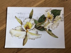 Virág - Katona Gyöngyi grafika  képeslap