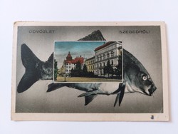 Régi képeslap 1951 Szeged levelezőlap hal szegedi ponty