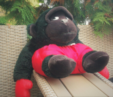 Boxbajnok gorilla majom, boksz kesztyű és nadrág