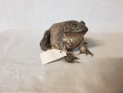 Old frog preparation, trophy