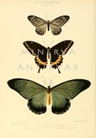 Lepkék, pillangók 4. Vintage/antik zoológiai illusztráció. Kitűnő minőségű reprint nyomat