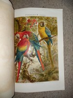 Two chromolithographs, from the meyers conversations lexicon, 4th edition, before 1870, parrots