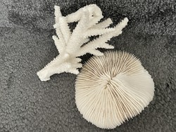 Valódi korall gyűjtemény