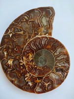 Nagy méretű Ammonitesz irizáló hátlappal