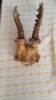 Old antlers