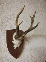 Deer antler trophy around 70s