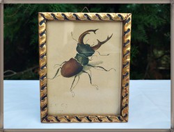 Albrecht dürer - the stag beetle - rare lithograph, old wooden framed picture