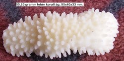 Branch of natural white coral