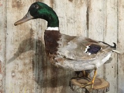 Wild duck preparation !!! Can be hung on the wall !!!