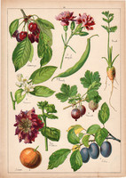 Szilva, cseresznye, szegfű, litográfia 1899, eredeti, 24x34 cm, nagy méret, növény, gyümölcs, virág